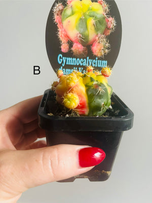 Gymnocalycium damsii Variegata