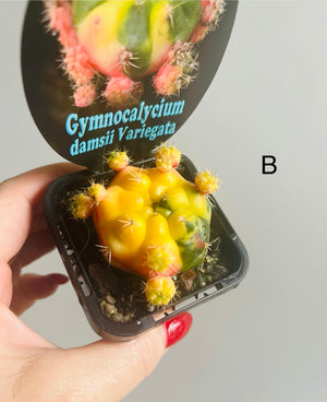 Gymnocalycium damsii Variegata