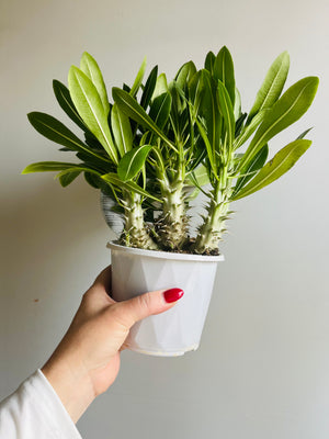 Pachypodium rosulatum