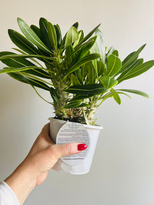 Pachypodium rosulatum