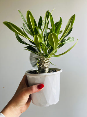 Pachypodium rosulatum