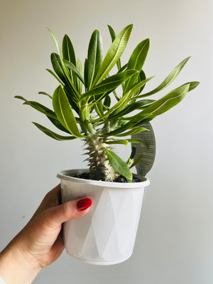 Pachypodium rosulatum