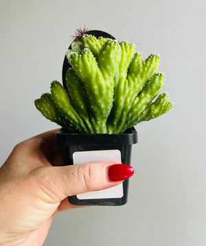 Cereus hildamannianus 'Wild Thing'