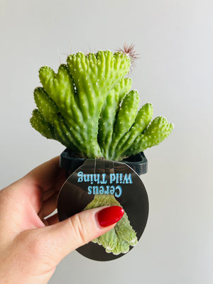 Cereus hildamannianus 'Wild Thing'