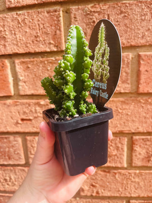 Cereus tetragonus cv. - Fairy Castle