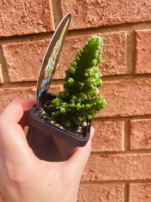 Cereus tetragonus cv. - Fairy Castle