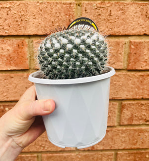 Mammillaria hahniana 'Old Lady Cactus'