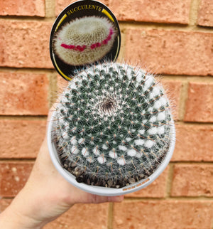 Mammillaria hahniana 'Old Lady Cactus'