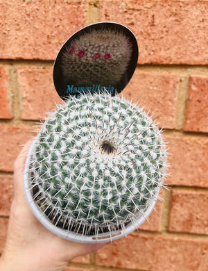 Mammillaria parkinsonii