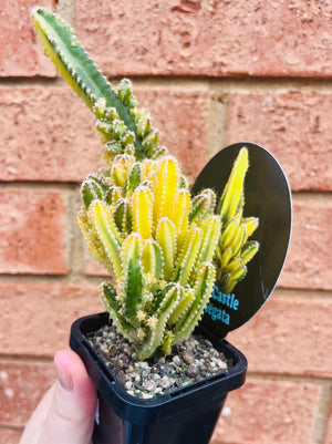 Cereus Fairy Castle variegata