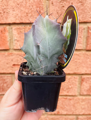 Stenocereus pruinosa - Grey Organ Pipe Cactus