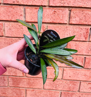 Hoya - wayetii IML1540 Collection No. 175