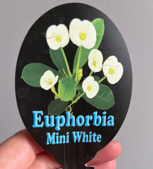 Euphorbia millii 'Mini White’