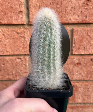 Espostoa senilis syn. Thrixanthocereus senilis