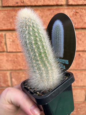 Espostoa senilis syn. Thrixanthocereus senilis