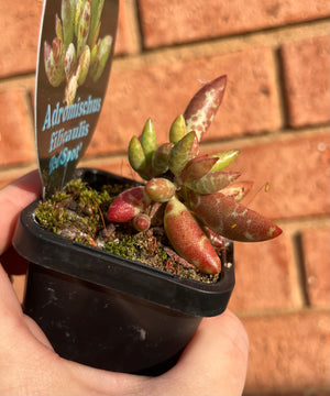 Adromischus filicaulis ‘Red Spot’