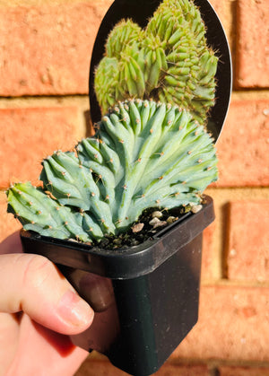 Myrtillocactus geometrizans ‘cristata’