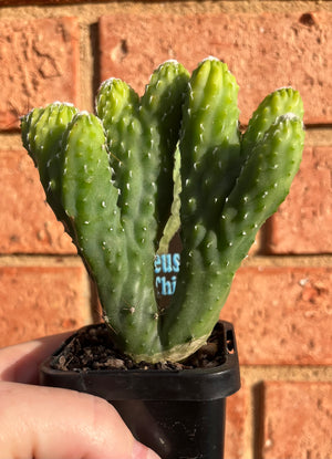 Cereus hildamannianus 'Wild Thing'