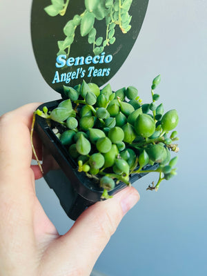 Senecio herreianus  ‘Angels Tears’
