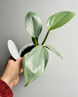 Philodendron 'Silver Sword'