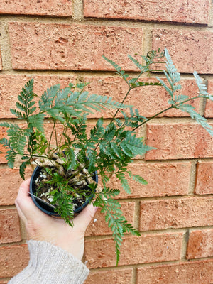 Davallia humata - Hare's Foot Fern