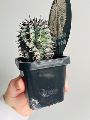 Euphorbia horrida var. striata