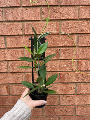 Hoya - Australia sp Australis Ssp ‘Silver Valley’ Collection No. 35