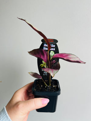 Calathea roseaopicta ‘Silver Plate’