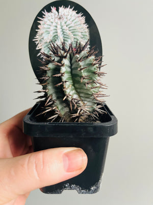 Euphorbia horrida var. striata