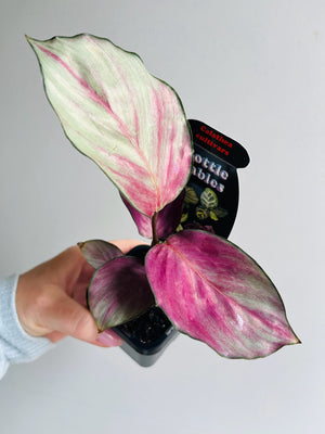 Calathea roseaopicta ‘Silver Plate’
