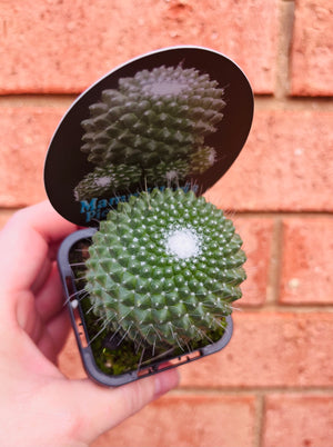 Mammillaria Pico compacta
