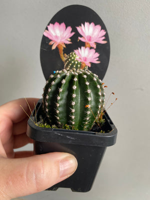 Echinopsis 'Jolly Blossom'