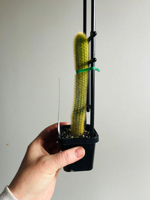 Cleistocactus winteri  - Golden Rat Tail Cactus