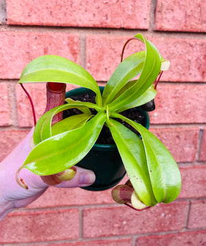 Nepenthes alata - Pitcher Plant