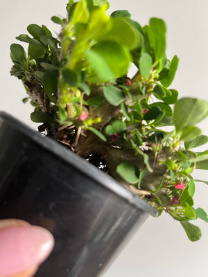 Euphorbia millii (Crown of Thorns) 'Lucky Lady Crest’