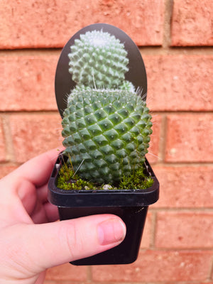 Mammillaria Pico compacta