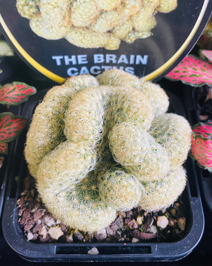 Mammillaria Elongata Cristata - The Brain Cactus