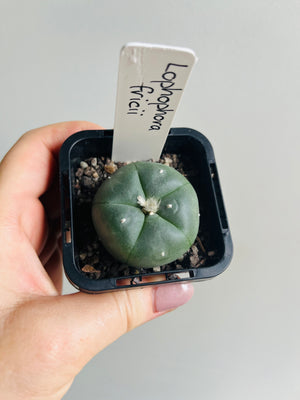 Lophophora fricii (one slightly damaged plant available) message for photos
