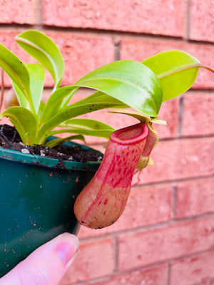 Nepenthes alata - Pitcher Plant