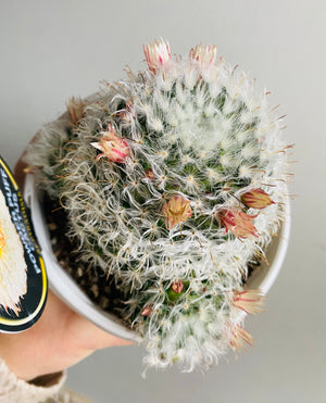 Mammillaria bocosana ‘Powder Puff'