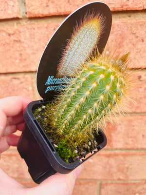 Micranthocereus purpureus