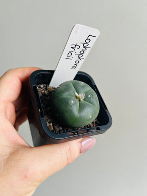 Lophophora fricii (one slightly damaged plant available) message for photos