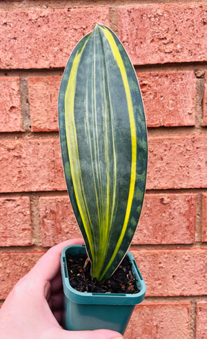 Sansevieria masoniana variegata 'Whale Fin'
