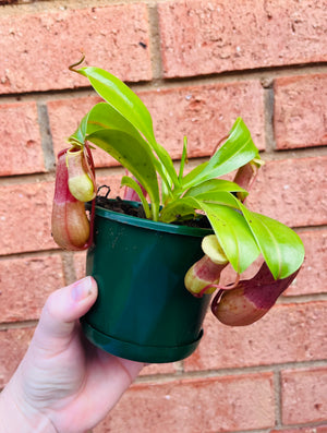 Nepenthes alata - Pitcher Plant