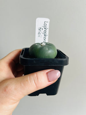 Lophophora fricii (one slightly damaged plant available) message for photos