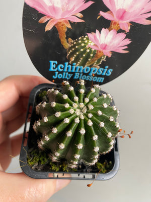 Echinopsis 'Jolly Blossom'
