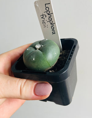 Lophophora fricii (one slightly damaged plant available) message for photos