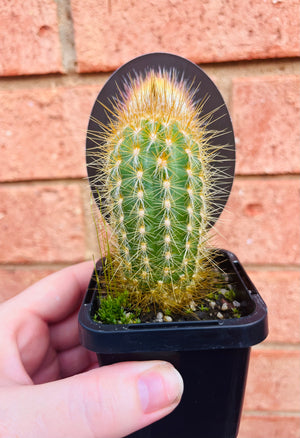 Micranthocereus purpureus