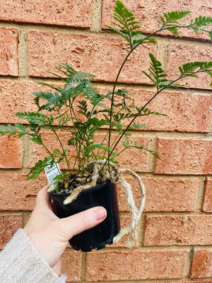 Davallia humata - Hare's Foot Fern