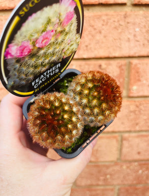 Mammillaria carmanae - Feather Cactus